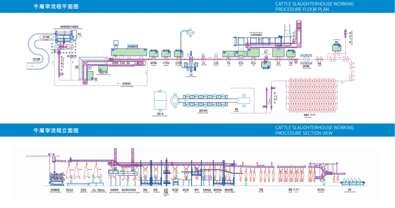 Процедура забоя скота – (часть 6)